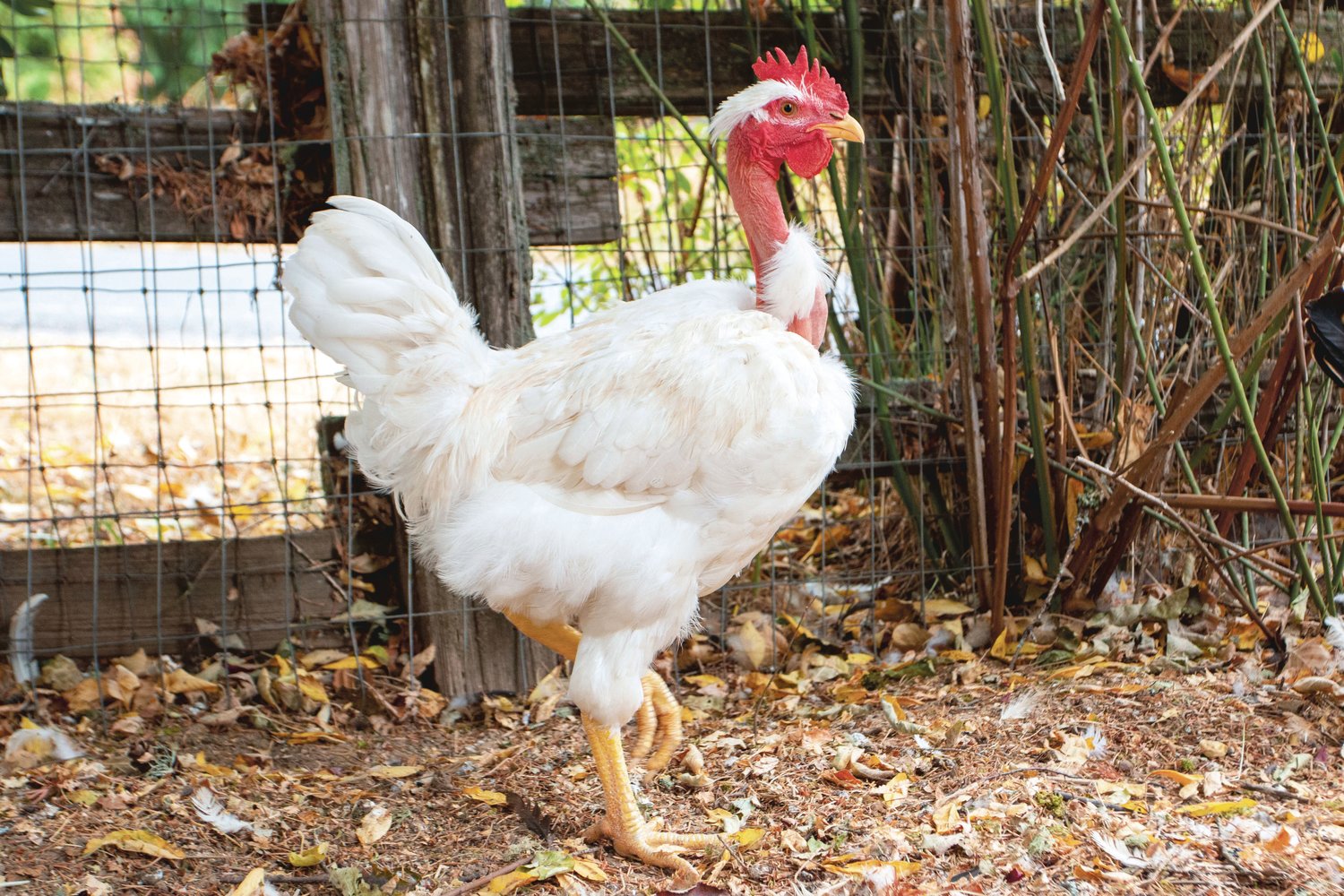 A naked neck pullet stikes a pose.